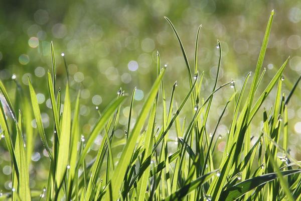 Barley Seedling Powder